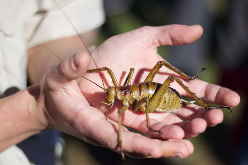 Deinacrida heteracantha, Little Barrier Island giant weta; DISPLAY FULL IMAGE.