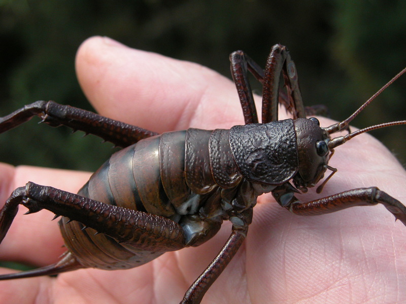 Deinacrida mahoenui, Mahoenui giant weta; DISPLAY FULL IMAGE.