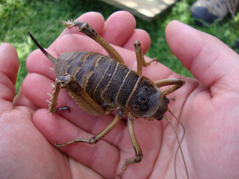 Deinacrida rugosa, Cook Strait giant weta; DISPLAY FULL IMAGE.