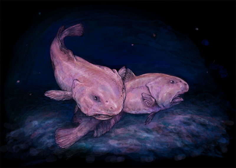 blobfish (Psychrolutes marcidus); DISPLAY FULL IMAGE.