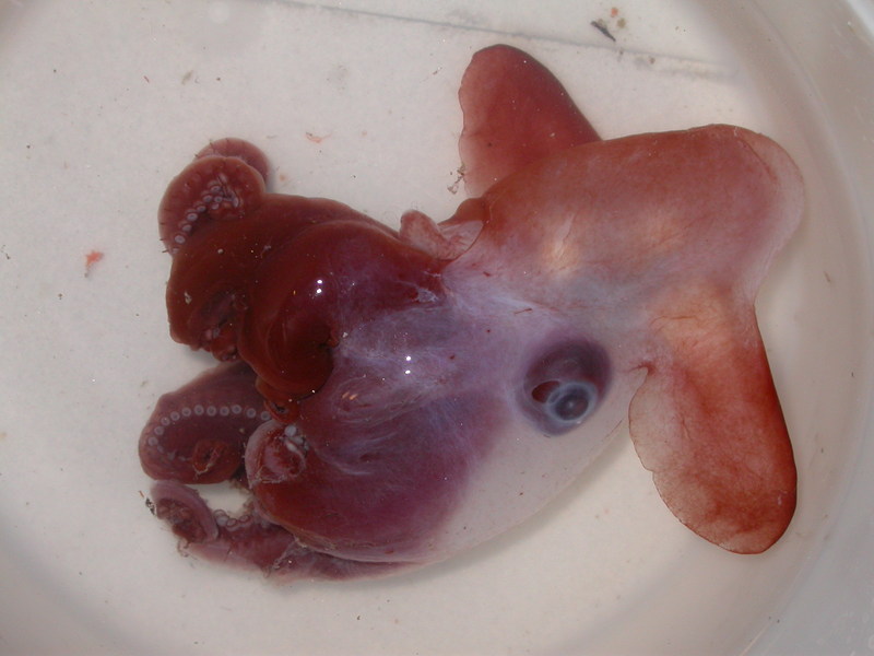 Grimpoteuthis discoveryi (dumbo octopus); DISPLAY FULL IMAGE.