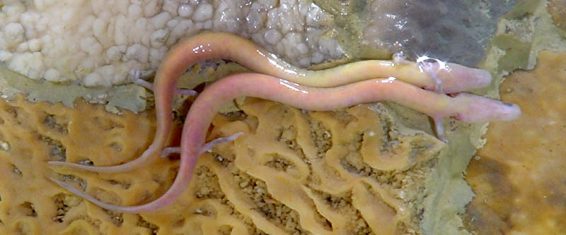 olm, proteus (Proteus anguinus); DISPLAY FULL IMAGE.