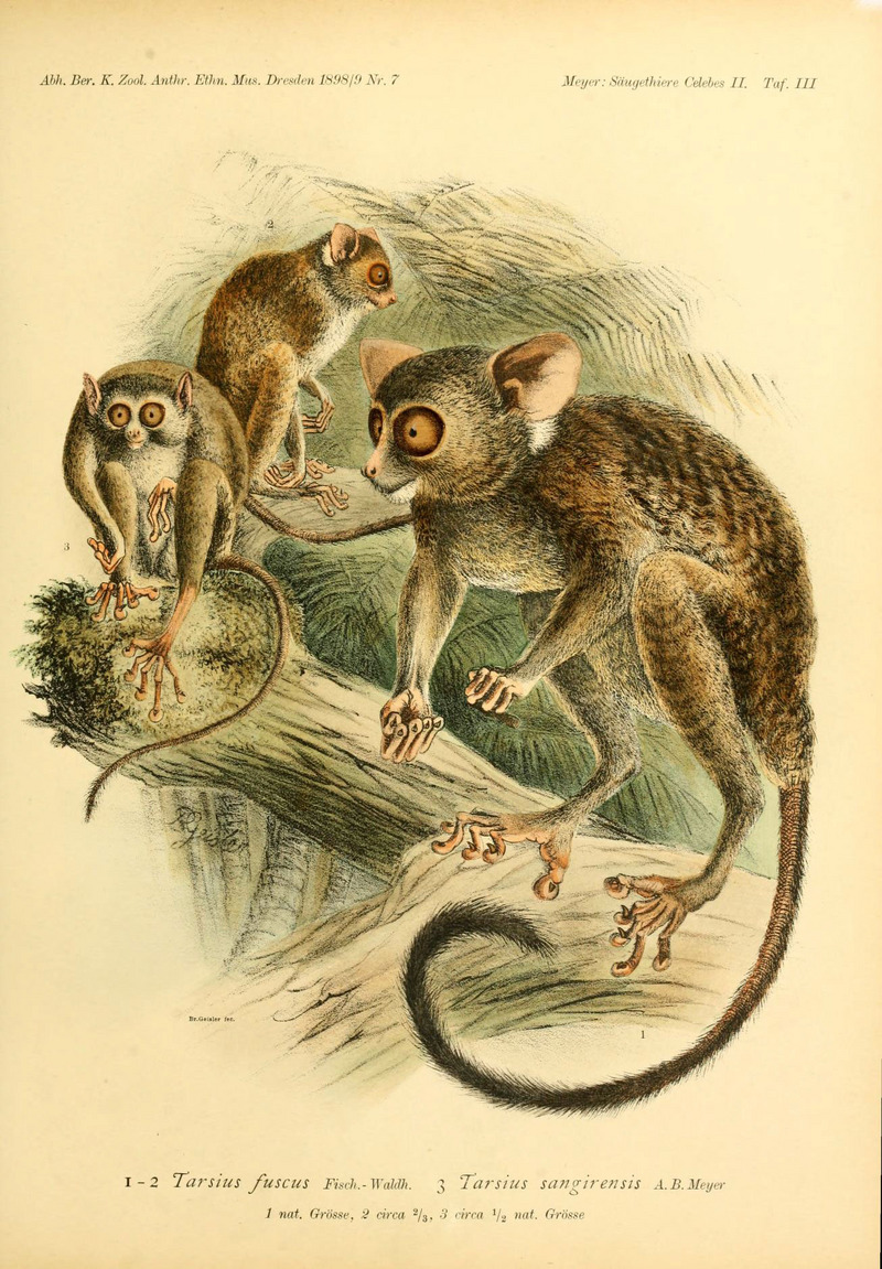 Sangihe tarsier (Tarsius sangirensis); DISPLAY FULL IMAGE.