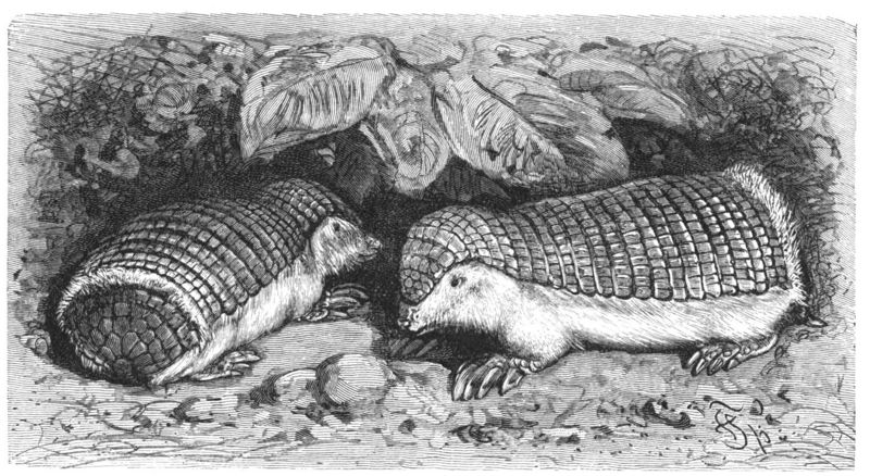 pink fairy armadillo, pichiciego (Chlamyphorus truncatus); DISPLAY FULL IMAGE.
