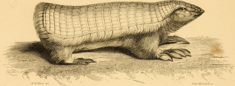 pink fairy armadillo, pichiciego (Chlamyphorus truncatus); DISPLAY FULL IMAGE.