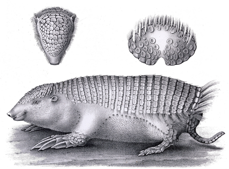 greater fairy armadillo (Calyptophractus retusus); DISPLAY FULL IMAGE.