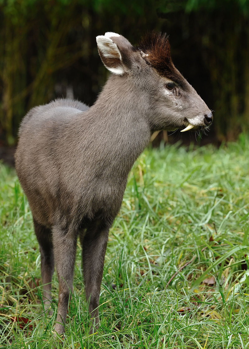 tufted deer (Elaphodus cephalophus); DISPLAY FULL IMAGE.