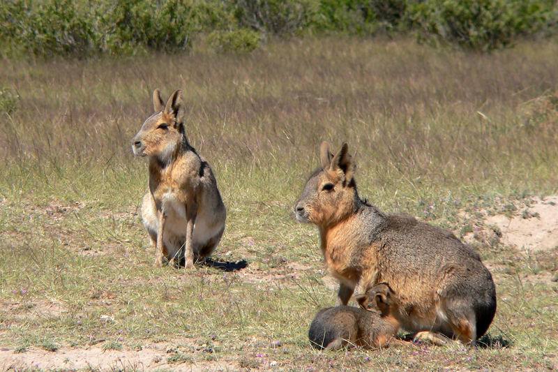 Patagonian mara (Dolichotis patagonum); DISPLAY FULL IMAGE.