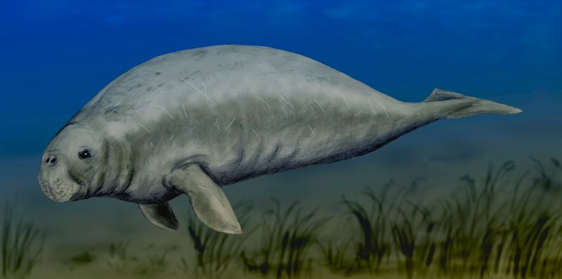 Halitherium schinzii (early sea cow); DISPLAY FULL IMAGE.
