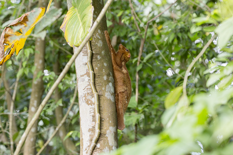 Sunda flying lemur, Malayan colugo (Galeopterus variegatus); DISPLAY FULL IMAGE.
