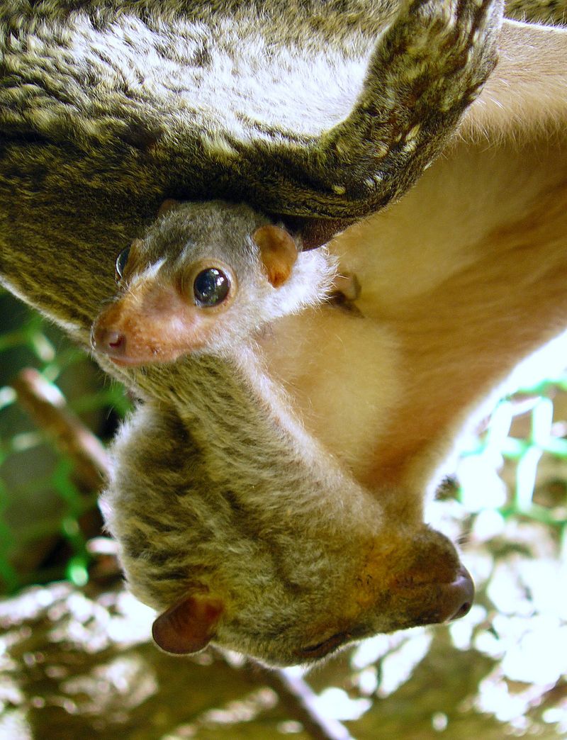 Philippine flying lemur, Philippine colugo, kagwang (Cynocephalus volans); DISPLAY FULL IMAGE.
