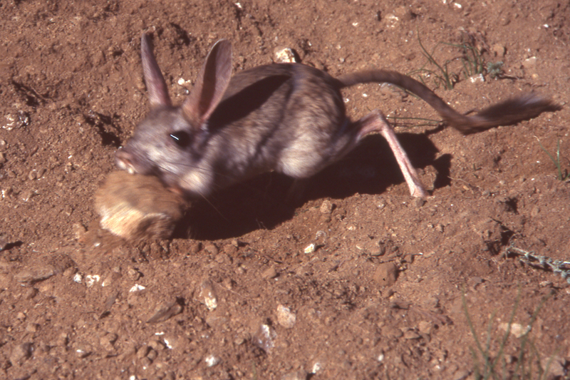 Gobi jerboa (Allactaga bullata); DISPLAY FULL IMAGE.