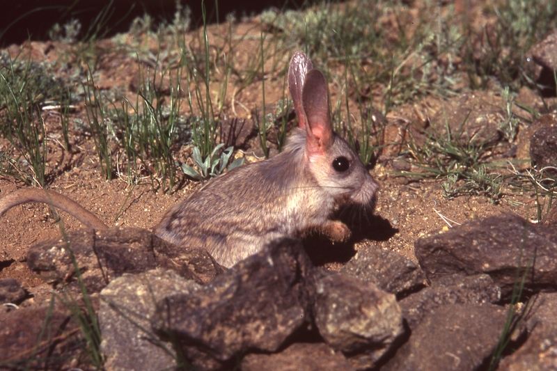 Gobi jerboa (Allactaga bullata); DISPLAY FULL IMAGE.