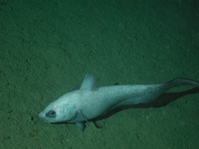 Coryphaenoides leptolepis, Ghostly grenadier; DISPLAY FULL IMAGE.