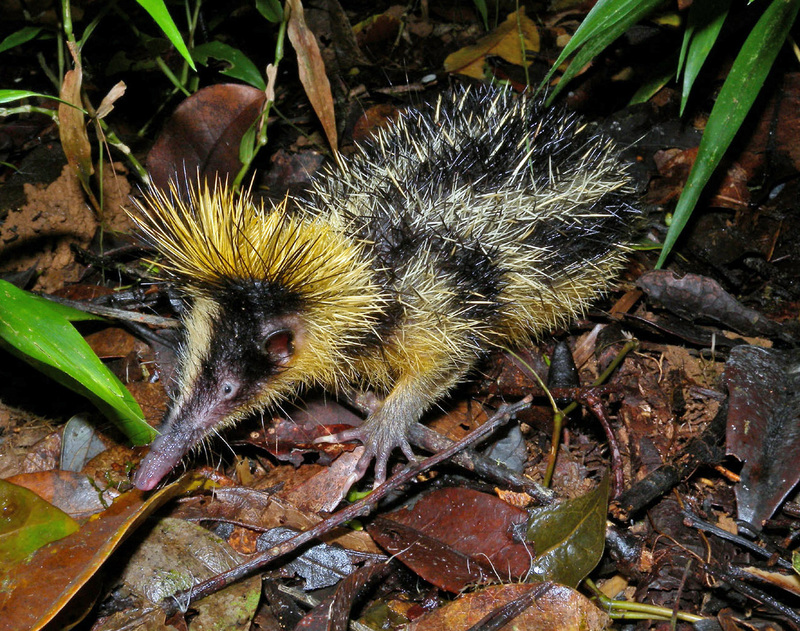 lowland streaked tenrec (Hemicentetes semispinosus); DISPLAY FULL IMAGE.