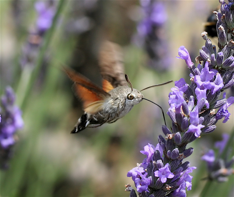 hummingbird hawk-moth (Macroglossum stellatarum); DISPLAY FULL IMAGE.