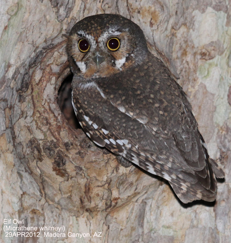 elf owl (Micrathene whitneyi); DISPLAY FULL IMAGE.