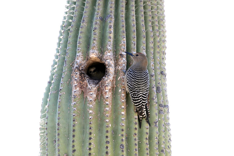 Gila woodpecker (Melanerpes uropygialis); DISPLAY FULL IMAGE.