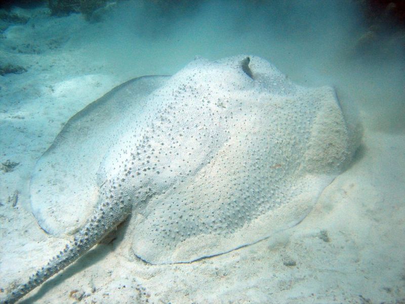 porcupine ray (Urogymnus asperrimus); DISPLAY FULL IMAGE.