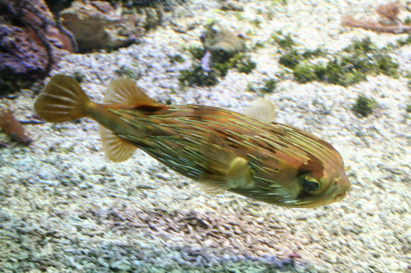 Diodon holocanthus (longspined porcupinefish, freckled porcupinefish); DISPLAY FULL IMAGE.