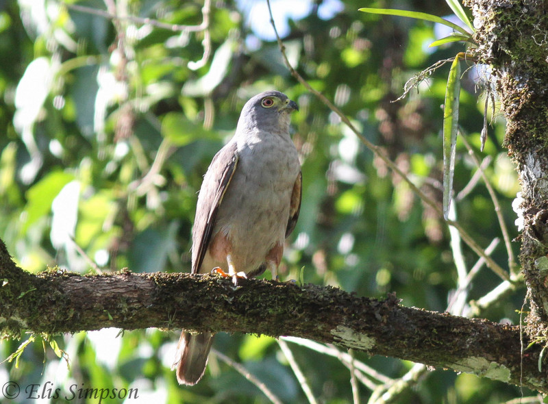 rufous-thighed kite (Harpagus diodon); DISPLAY FULL IMAGE.