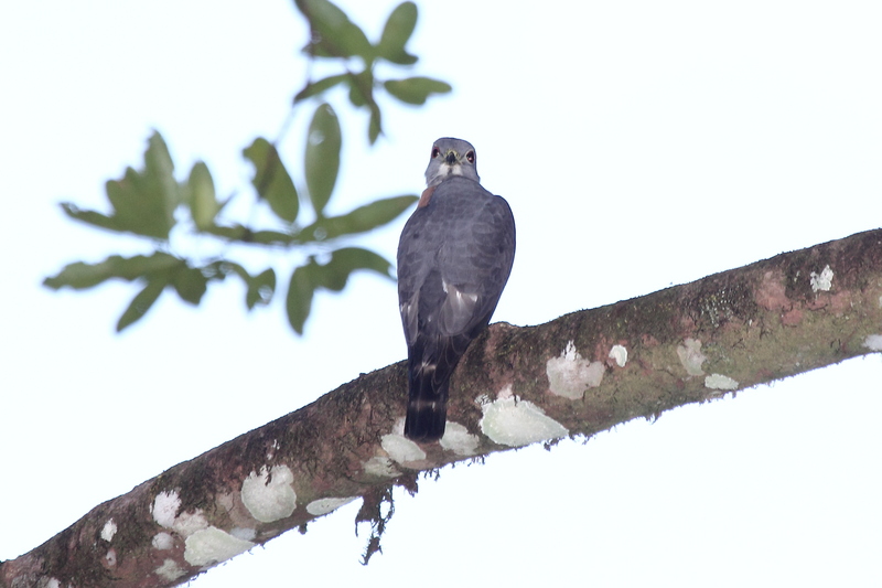 double-toothed kite (Harpagus bidentatus); DISPLAY FULL IMAGE.