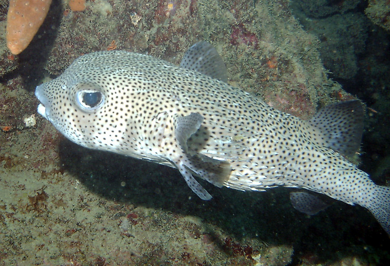 spot-fin porcupinefish, spotted porcupinefish (Diodon hystrix); DISPLAY FULL IMAGE.