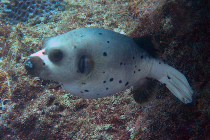 blackspotted pufferfish, dog-faced puffer (Arothron nigropunctatus); DISPLAY FULL IMAGE.