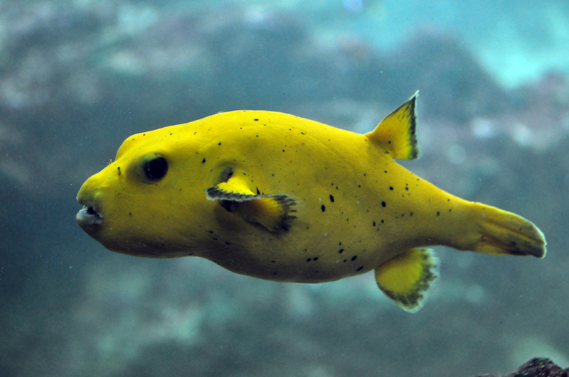 blackspotted pufferfish, dog-faced puffer (Arothron nigropunctatus); DISPLAY FULL IMAGE.