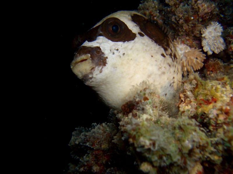 Arothron diadematus, Masked puffer; DISPLAY FULL IMAGE.