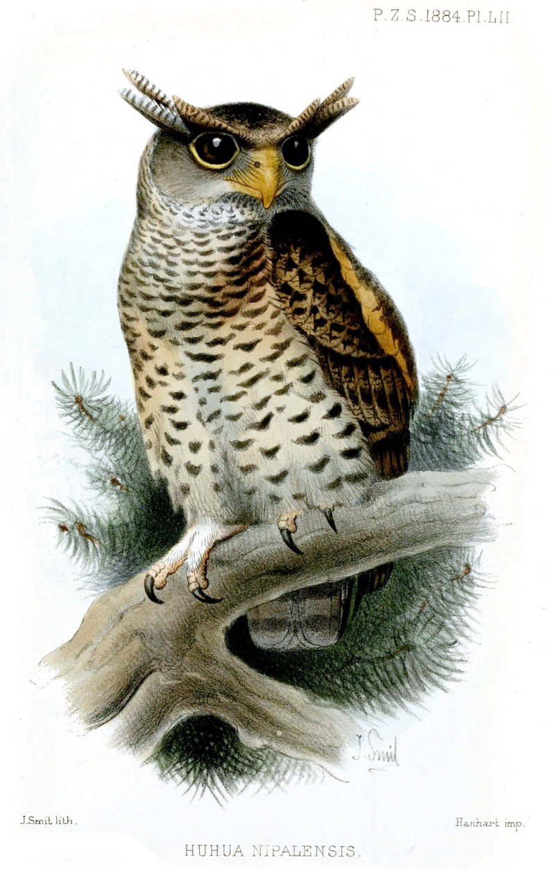 spot-bellied eagle-owl, forest eagle-owl (Bubo nipalensis); DISPLAY FULL IMAGE.