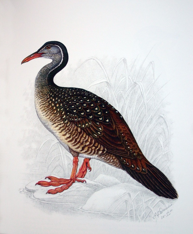 African finfoot (Podica senegalensis); DISPLAY FULL IMAGE.