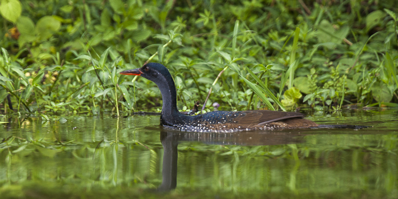 African finfoot (Podica senegalensis); DISPLAY FULL IMAGE.