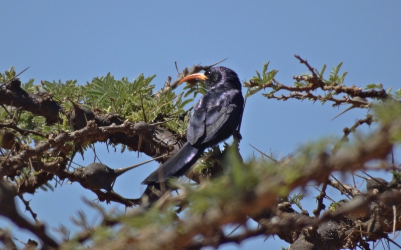 Abyssinian scimitarbill (Rhinopomastus minor); DISPLAY FULL IMAGE.