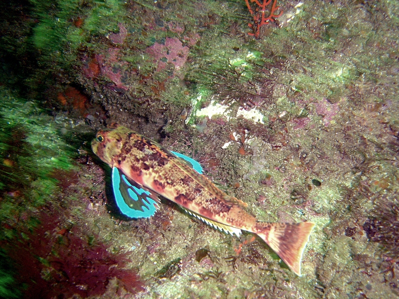 Chelidonichthys capensis, Cape gurnard; DISPLAY FULL IMAGE.