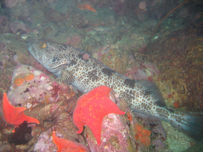 lingcod, ling cod (Ophiodon elongatus); DISPLAY FULL IMAGE.