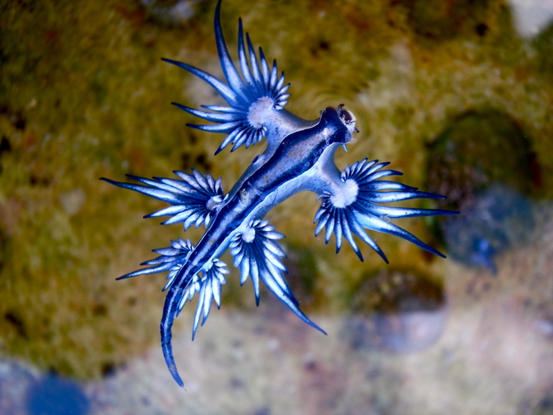 Glaucus atlanticus (blue dragon, blue sea slug); DISPLAY FULL IMAGE.