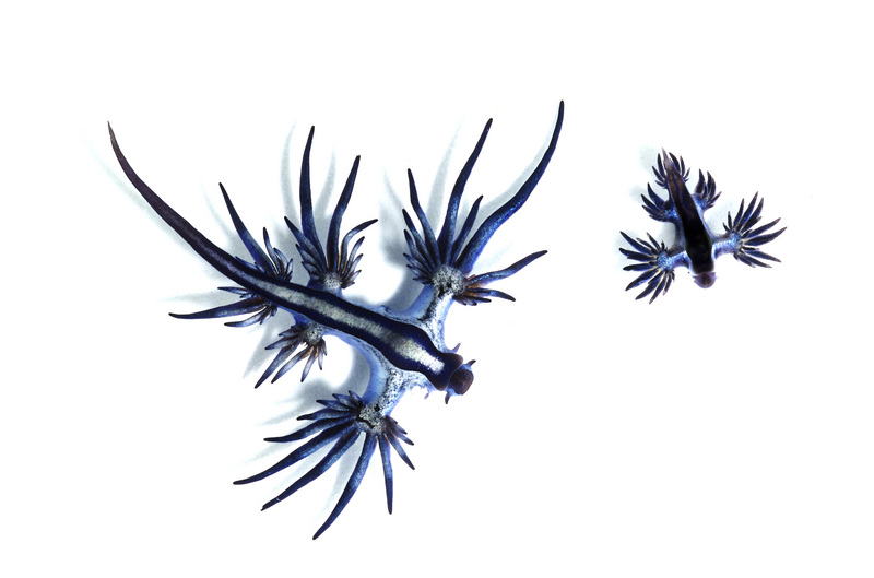 Glaucus atlanticus vs. Glaucus marginatus; DISPLAY FULL IMAGE.