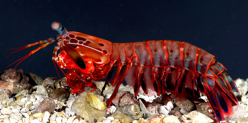 Odontodactylus scyllarus (peacock mantis shrimp) female; DISPLAY FULL IMAGE.