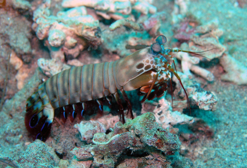 Odontodactylus scyllarus (peacock mantis shrimp); DISPLAY FULL IMAGE.