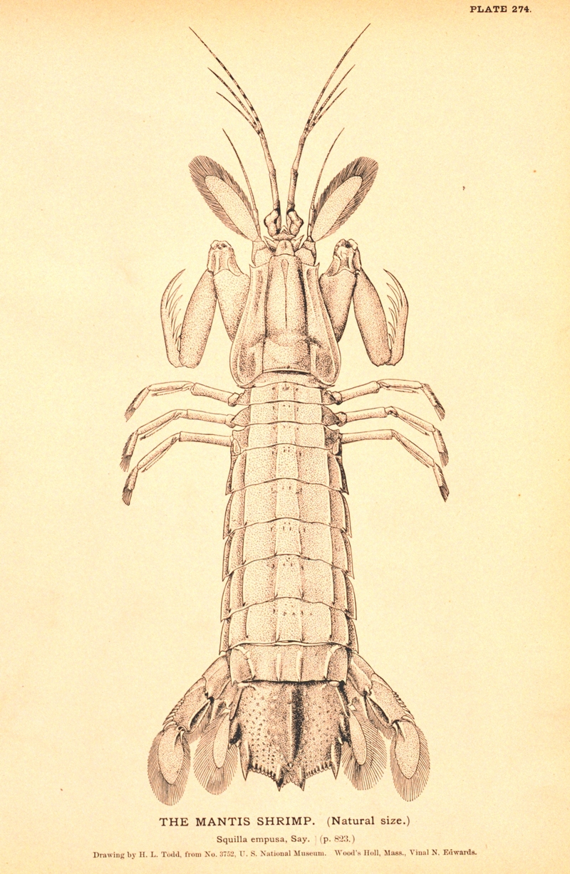 Squilla empusa (mantis shrimp); DISPLAY FULL IMAGE.