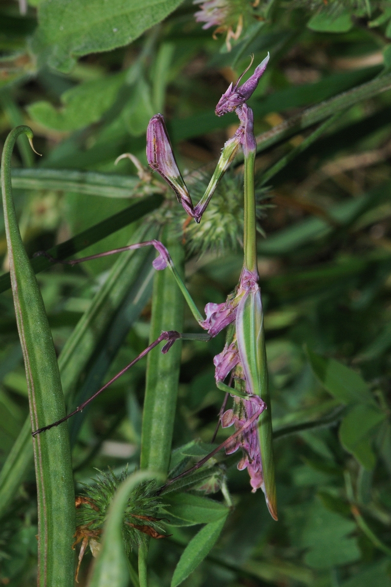 Empusa fasciata (praying mantis); DISPLAY FULL IMAGE.