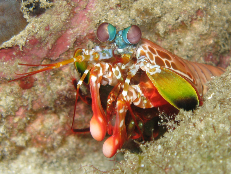 Odontodactylus scyllarus (peacock mantis shrimp); DISPLAY FULL IMAGE.