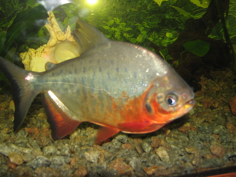 Piaractus brachypomus (pirapitinga, red-bellied pacu); DISPLAY FULL IMAGE.