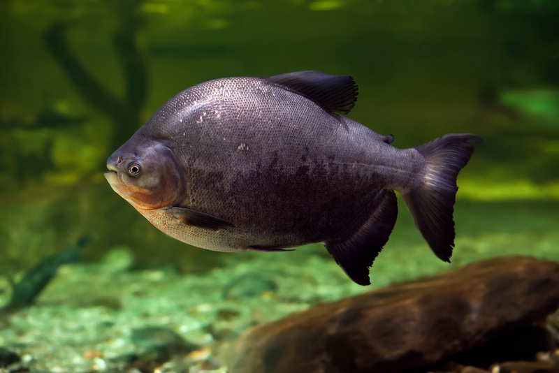 Colossoma macropomum (cachama, tambaqui, giant pacu, black pacu); DISPLAY FULL IMAGE.