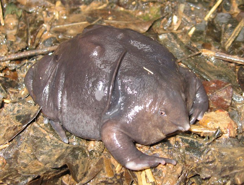 Indian purple frog, pignose frog (Nasikabatrachus sahyadrensis); DISPLAY FULL IMAGE.