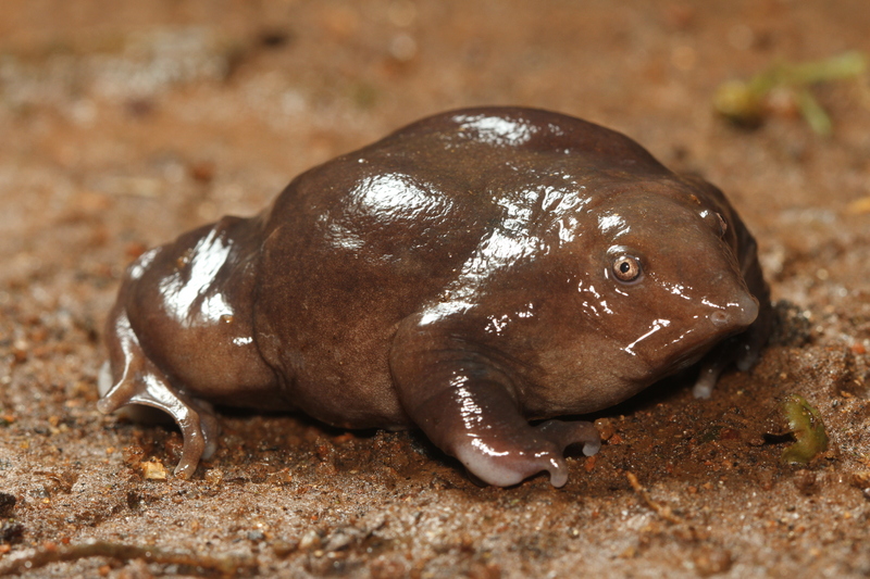 Indian purple frog, pignose frog (Nasikabatrachus sahyadrensis); DISPLAY FULL IMAGE.