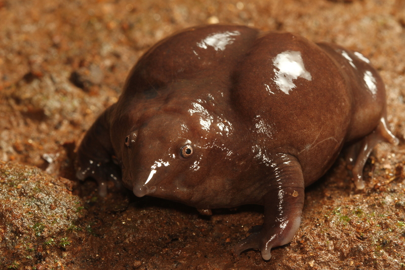 Indian purple frog, pignose frog (Nasikabatrachus sahyadrensis); DISPLAY FULL IMAGE.