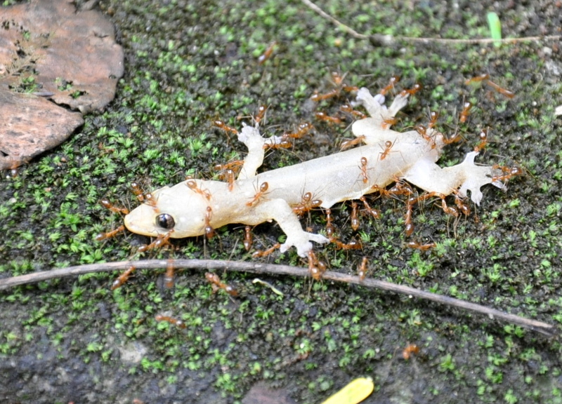 yellow crazy ant (Anoplolepis gracilipes); DISPLAY FULL IMAGE.