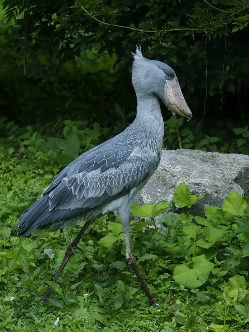 shoebill, whalehead, shoe-billed stork (Balaeniceps rex); DISPLAY FULL IMAGE.